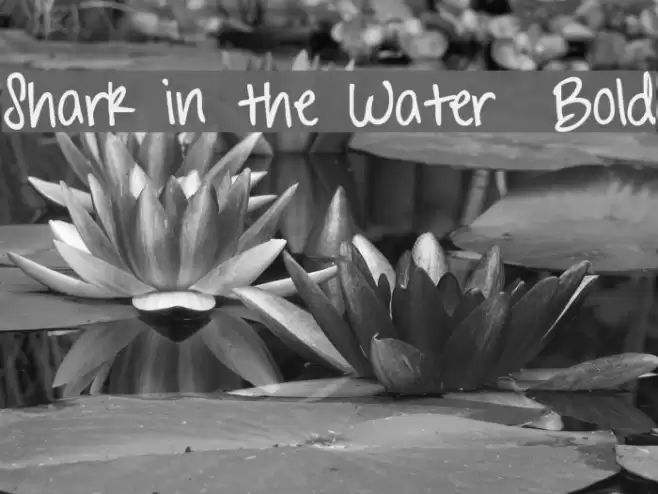 Shark in the Water  Bold Font examples