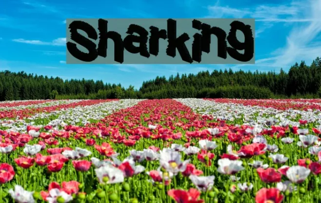 Sharking Example 1