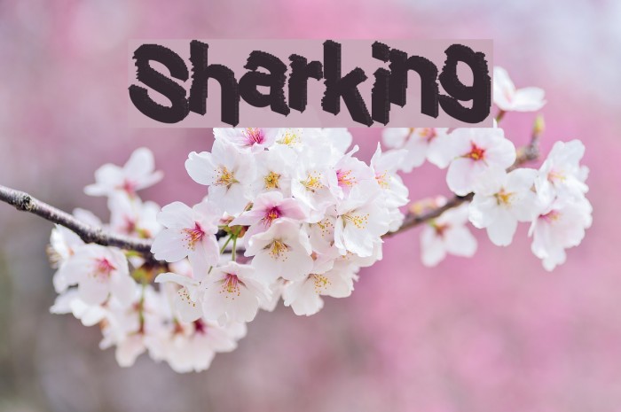 Sharking Font examples