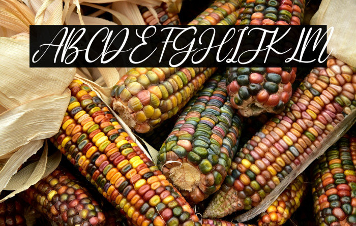 Sharlene Italic Example 1