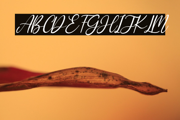 Sharlene Italic Example 3