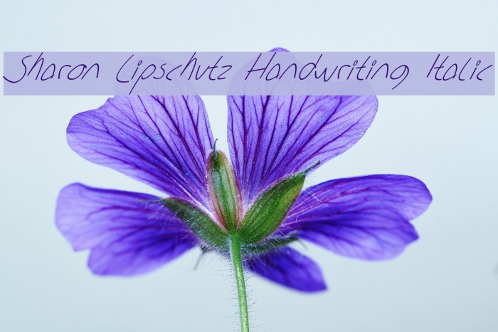 Sharon Lipschutz Handwriting Italic Font examples
