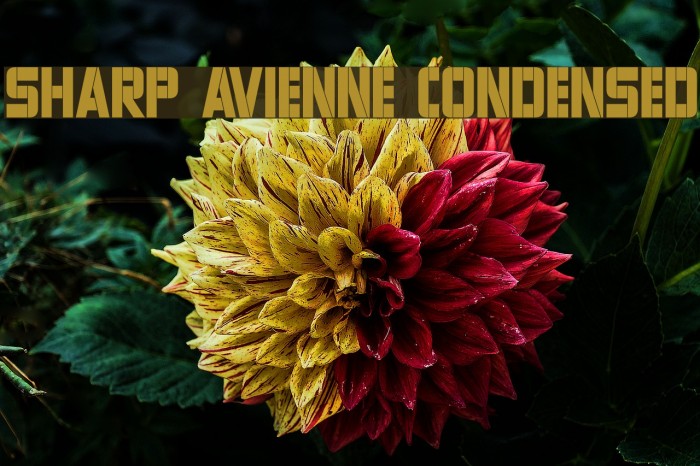 Sharp Avienne Condensed Font examples