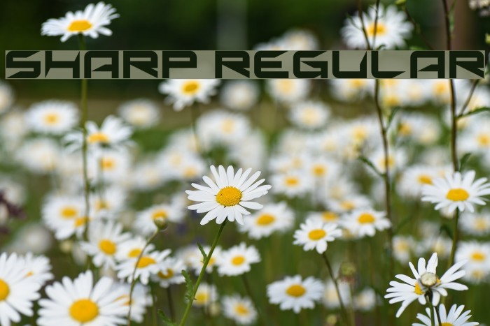 Sharp Regular Font examples