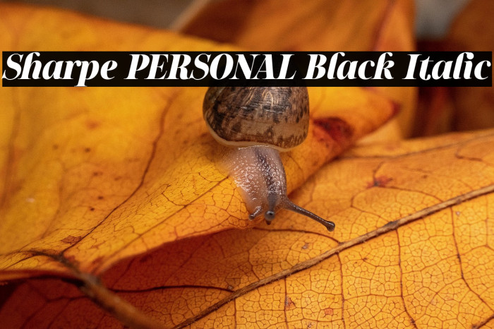 Sharpe PERSONAL Black Italic Example 1