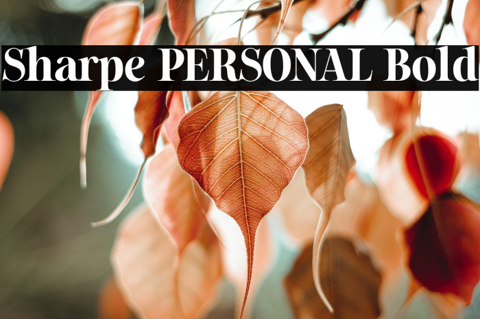 Sharpe PERSONAL Bold Example 2