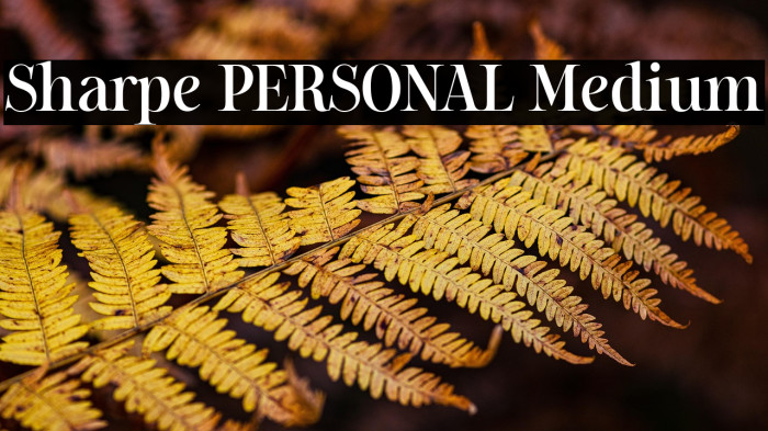 Sharpe PERSONAL Medium Example 2