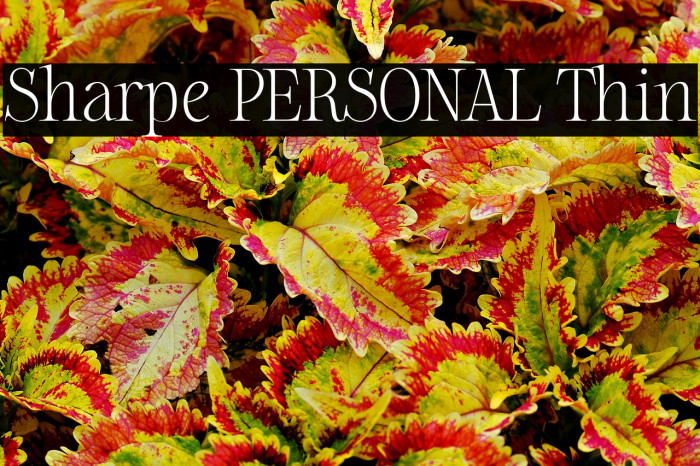 Sharpe PERSONAL Thin Example 2