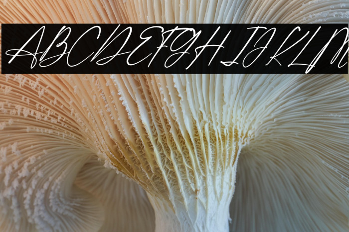 Shatoshi Signature Italic Example 2