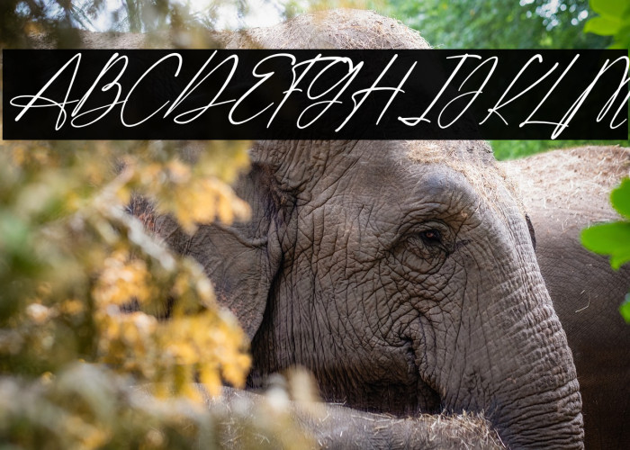 Shatoshi Signature Italic Example 3