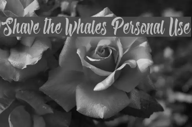 Shave the Whales Personal Use Font examples