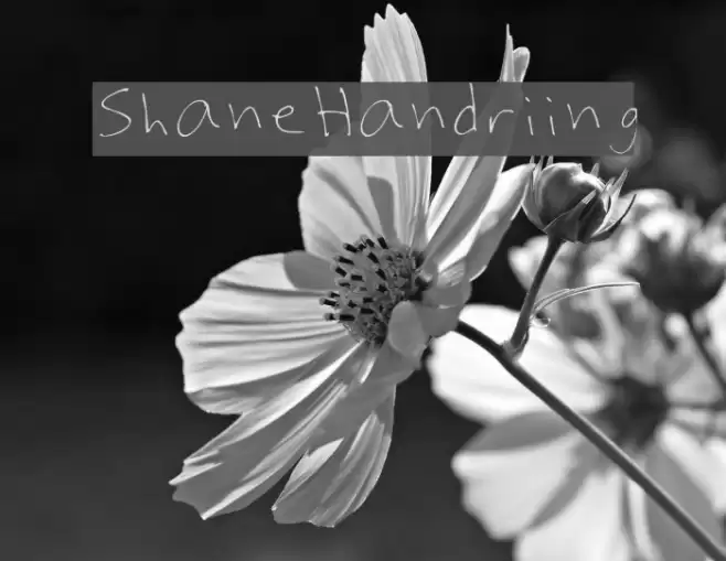 Shaynes_Handwriting Font examples