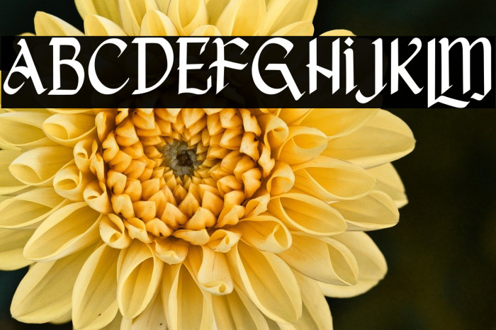 She Dance Free Trial Example 2