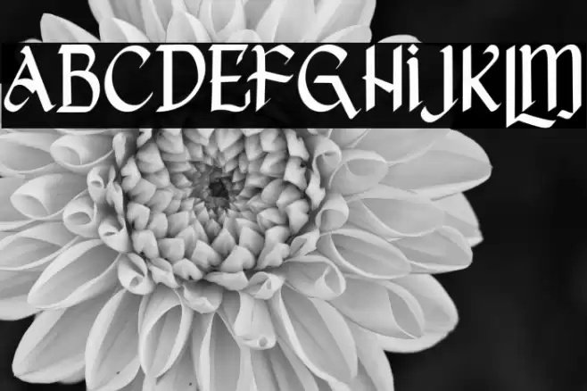 She Dance Free Trial Font examples