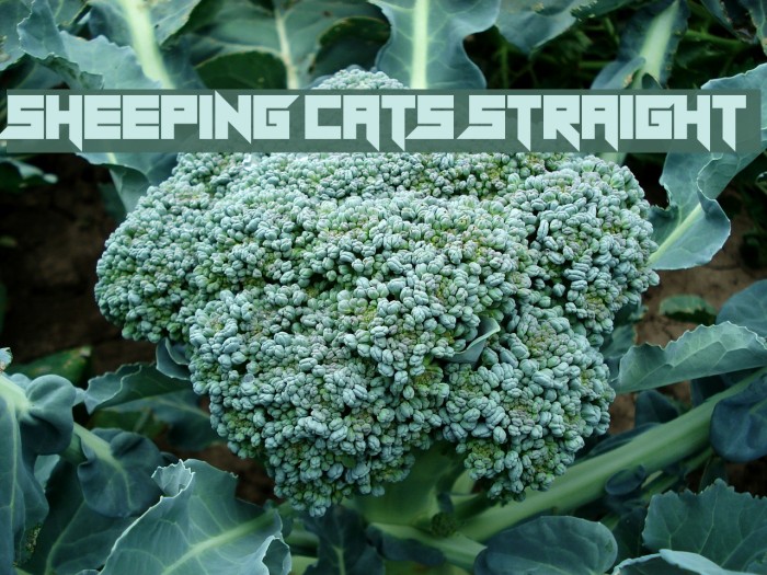 Sheeping Cats Straight Font examples
