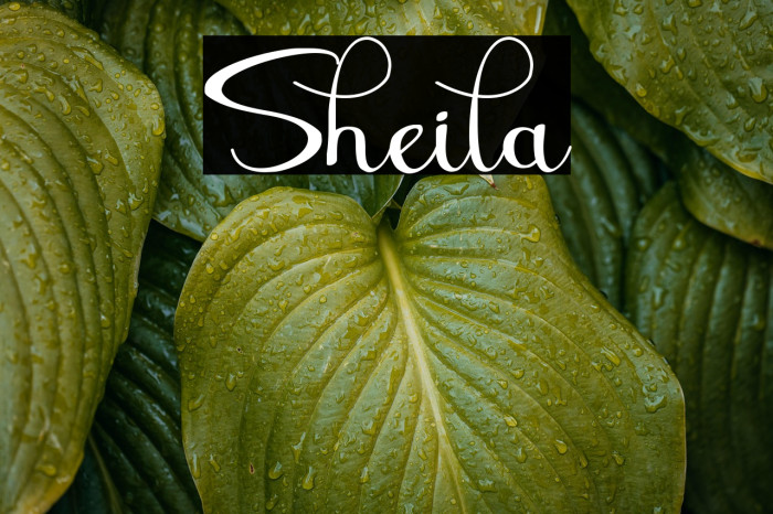 Sheila Example 2