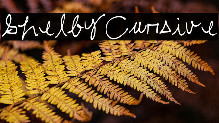 ShelbyCursive Example 3
