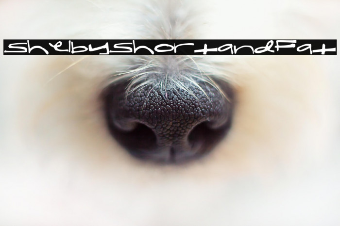 ShelbyShortandFat Example 1