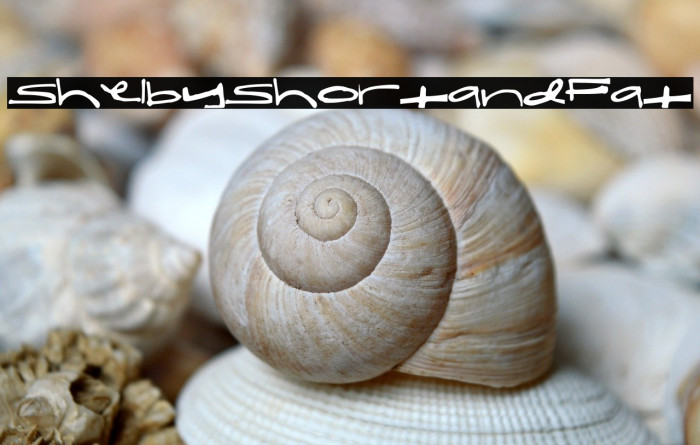 ShelbyShortandFat Example 2