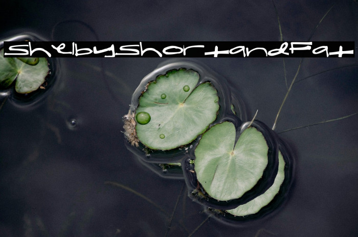 ShelbyShortandFat Example 3