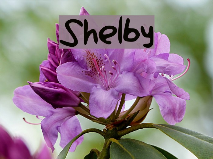 Shelby Font examples