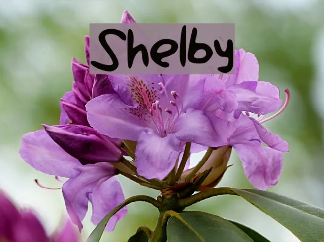 Shelby Example 3