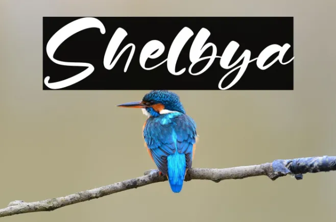 Shelbya Example 1