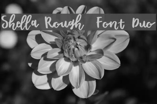 Shella Rough - Font Duo Font examples