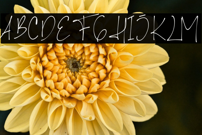 Shellana Demo Example 1