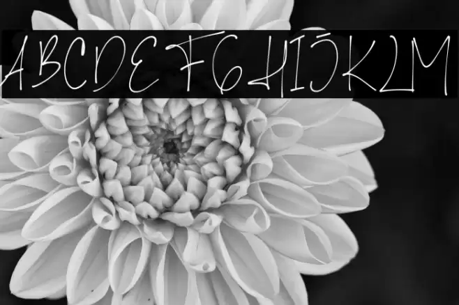 Shellana Demo Font examples