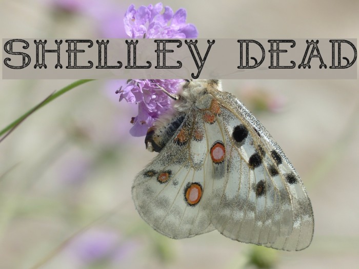 Shelley Dead Example 3