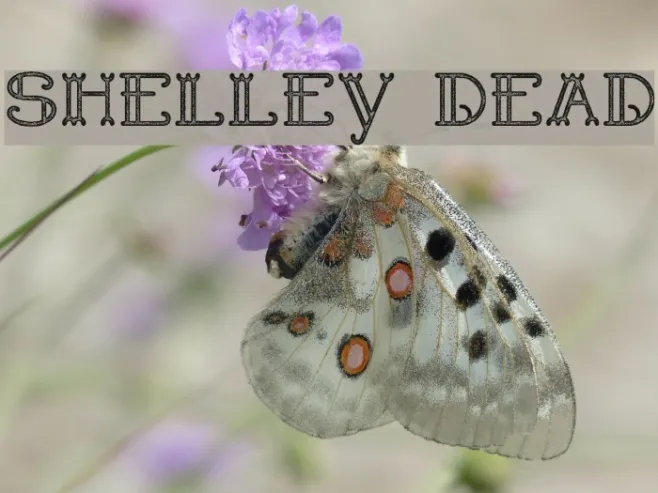 Shelley Dead Example 3