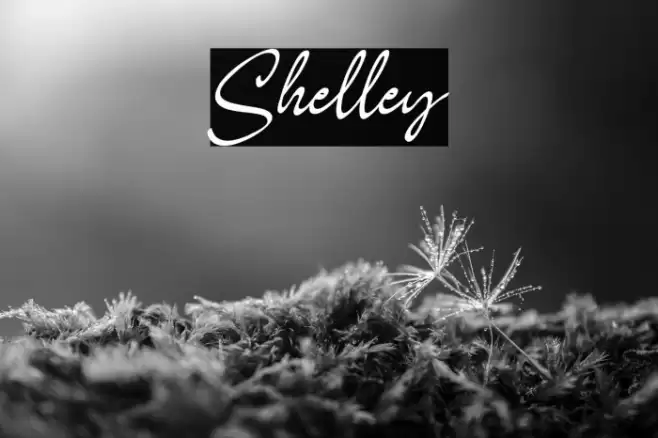 Shelley Font examples