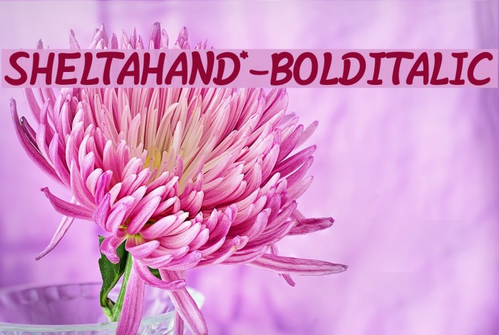 SheltaHand*-BoldItalic Font examples