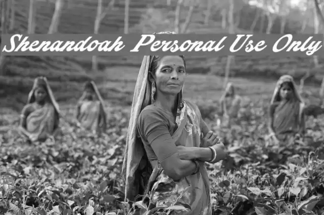 Shenandoah Personal Use Only Font examples