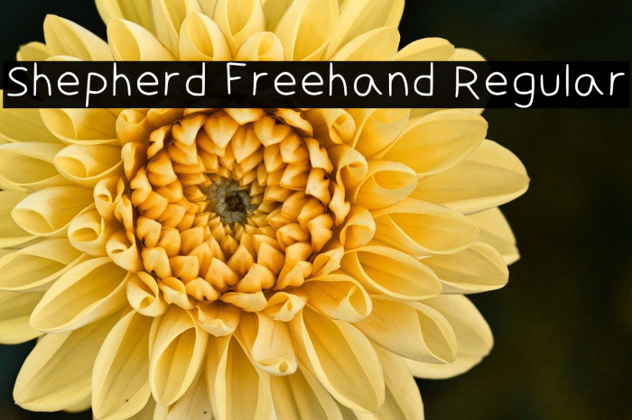 Shepherd Freehand Regular Example 1