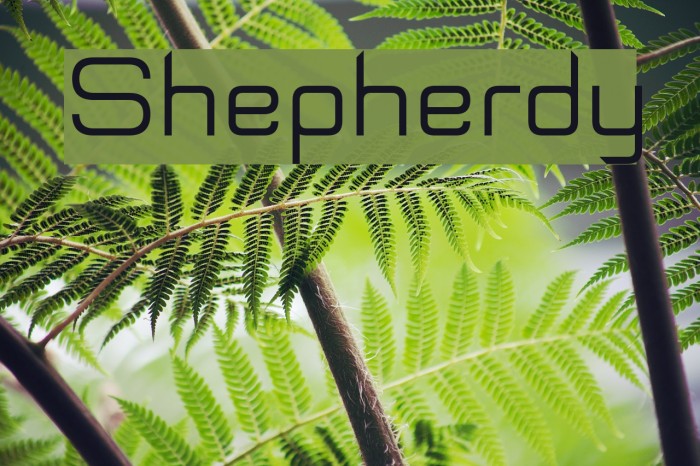 Shepherdy Font examples