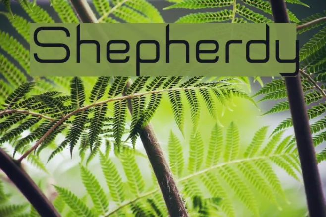 Shepherdy Example 1