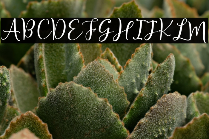 Sherilyn Script Regular Example 2