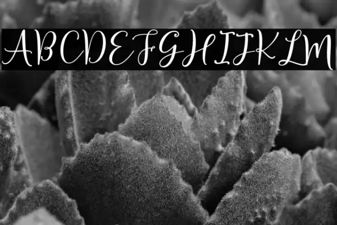 Sherilyn Script Regular Font examples