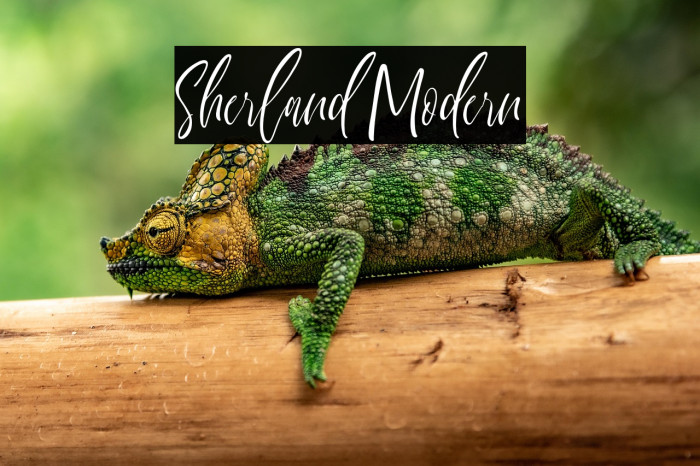 Sherland Modern Example 2