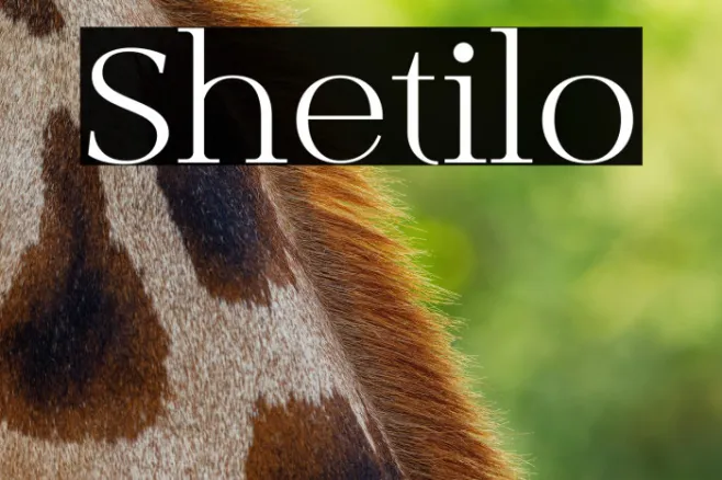 Shetilo Example 2