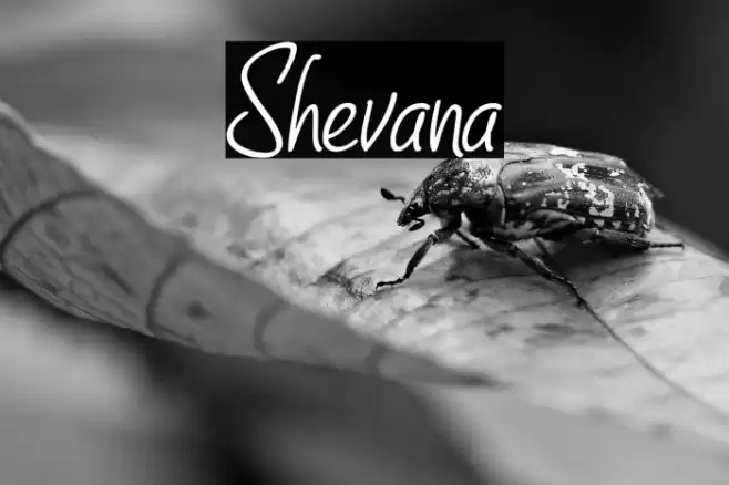 Shevana Font examples