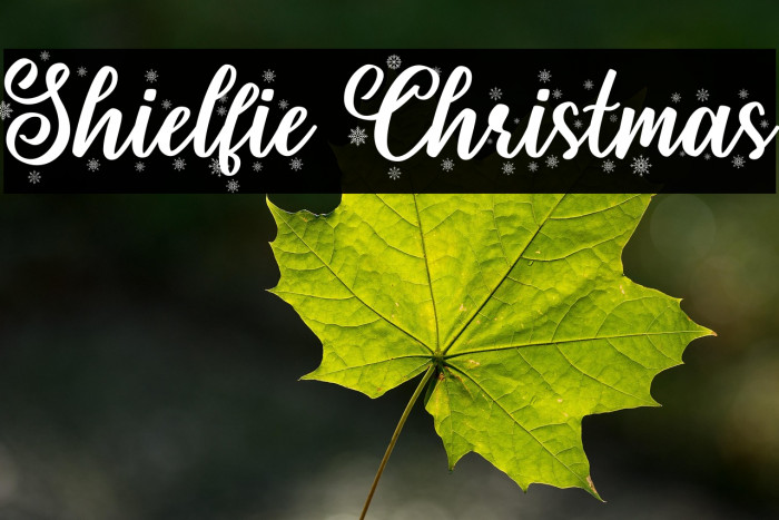 Shielfie Christmas Example 1