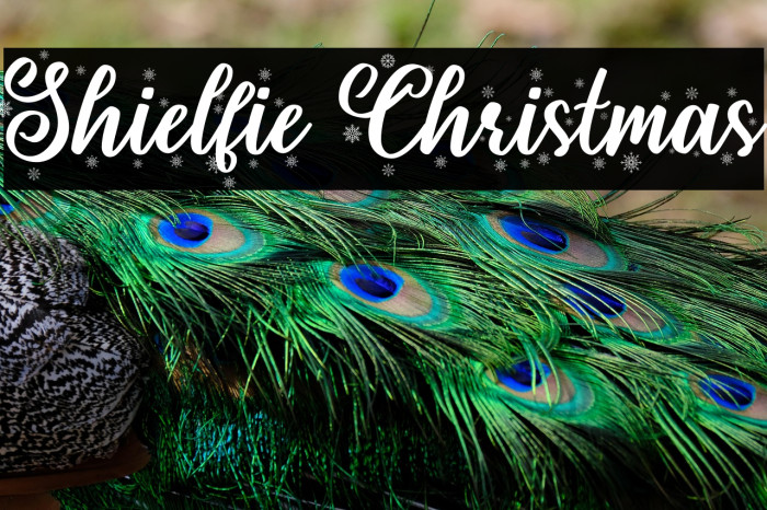 Shielfie Christmas Example 2
