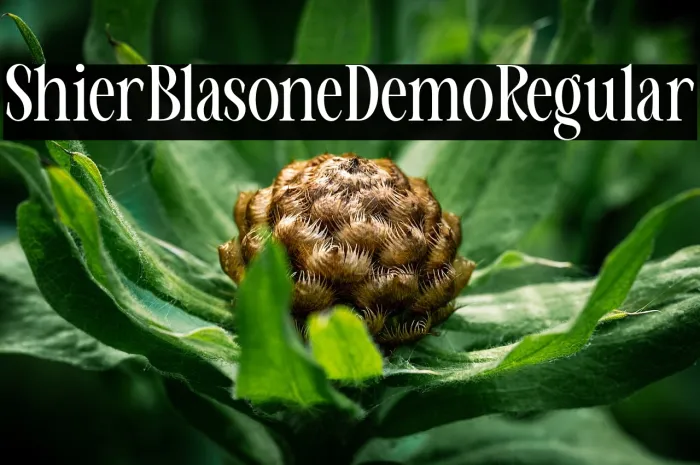 Shifer Blastone Demo Regular Example 2