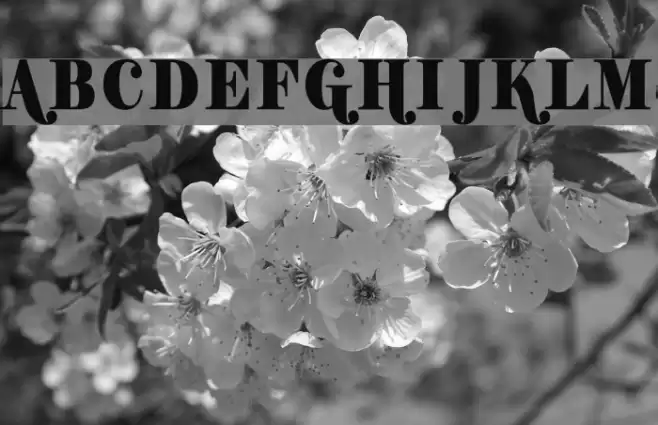 Shifty Chica Font examples