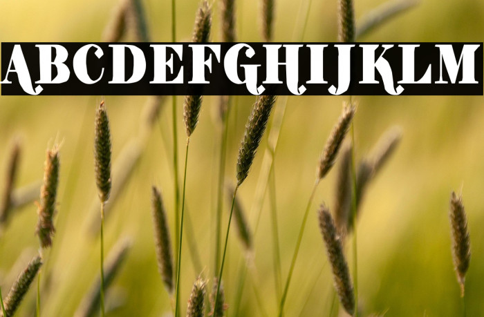 ShiftyChicaTwo-Regular Example 3