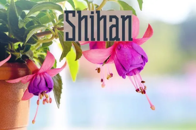 Shihan Example 2