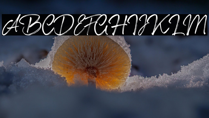 Shillentta Personal Use Only Example 1